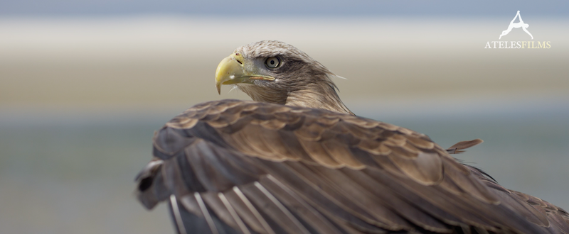 Holland Natuur in de delta Eagle