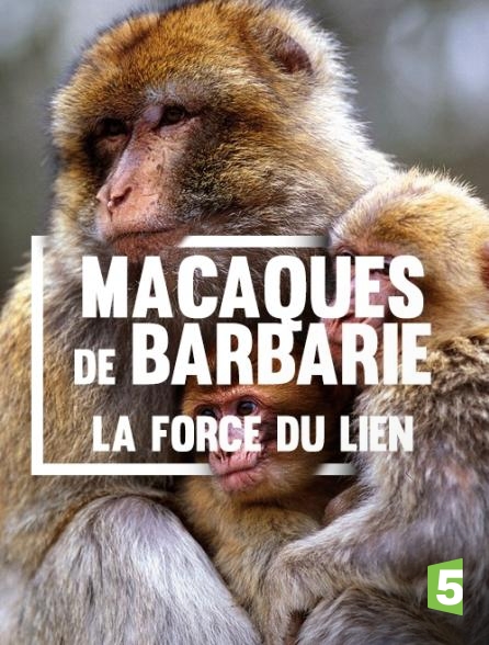 Macaques de Barbarue La Force Du Lien