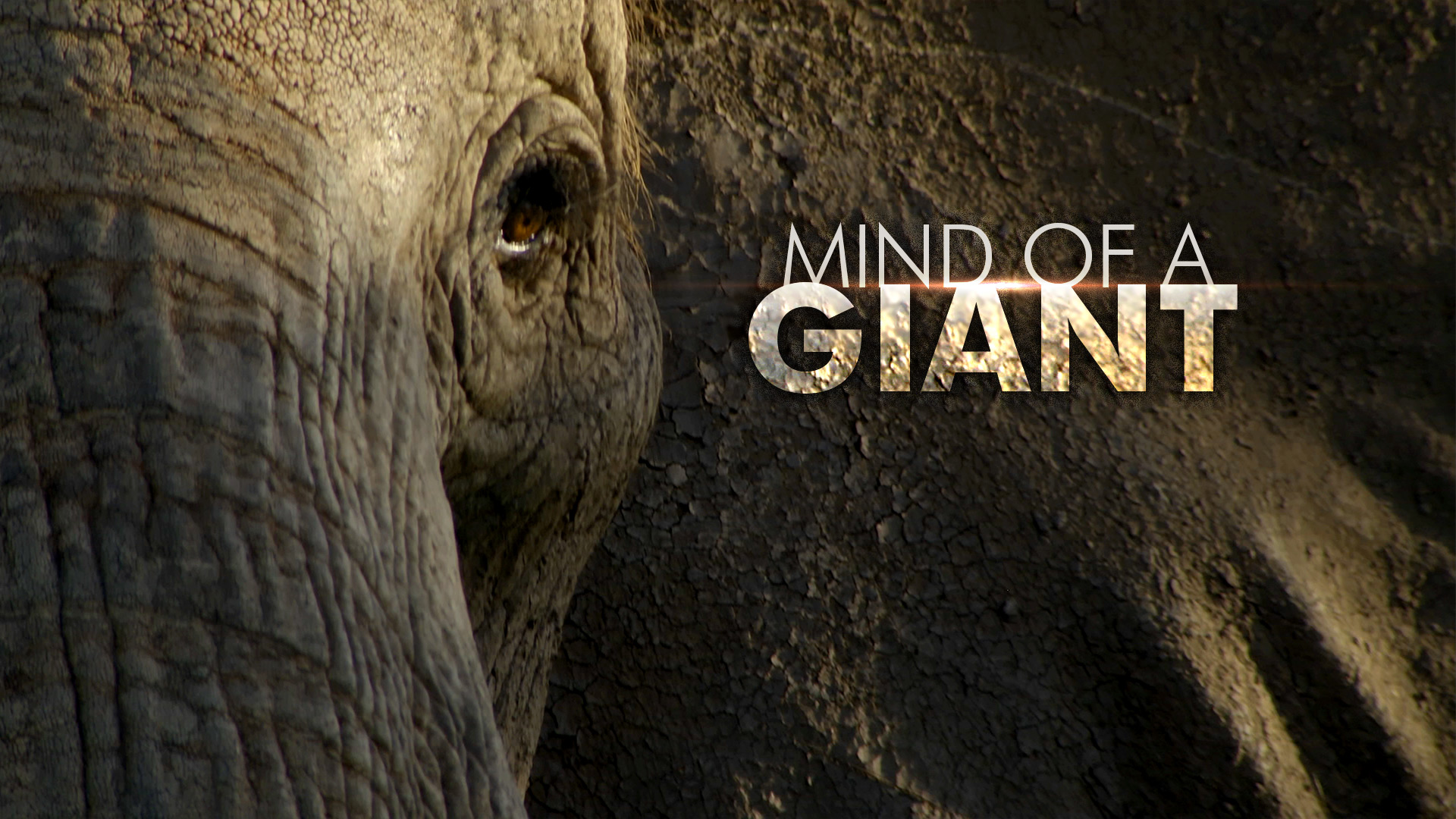 MindofaGiant MindofaGiant