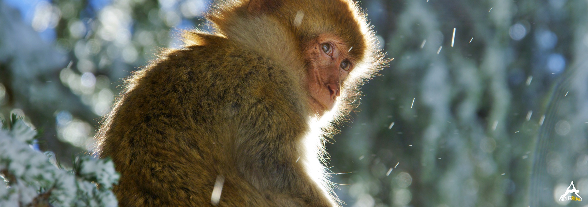 Paternal Bond Barbary Macaques Michael Sanderson Ana Luisa Santos Ateles Films