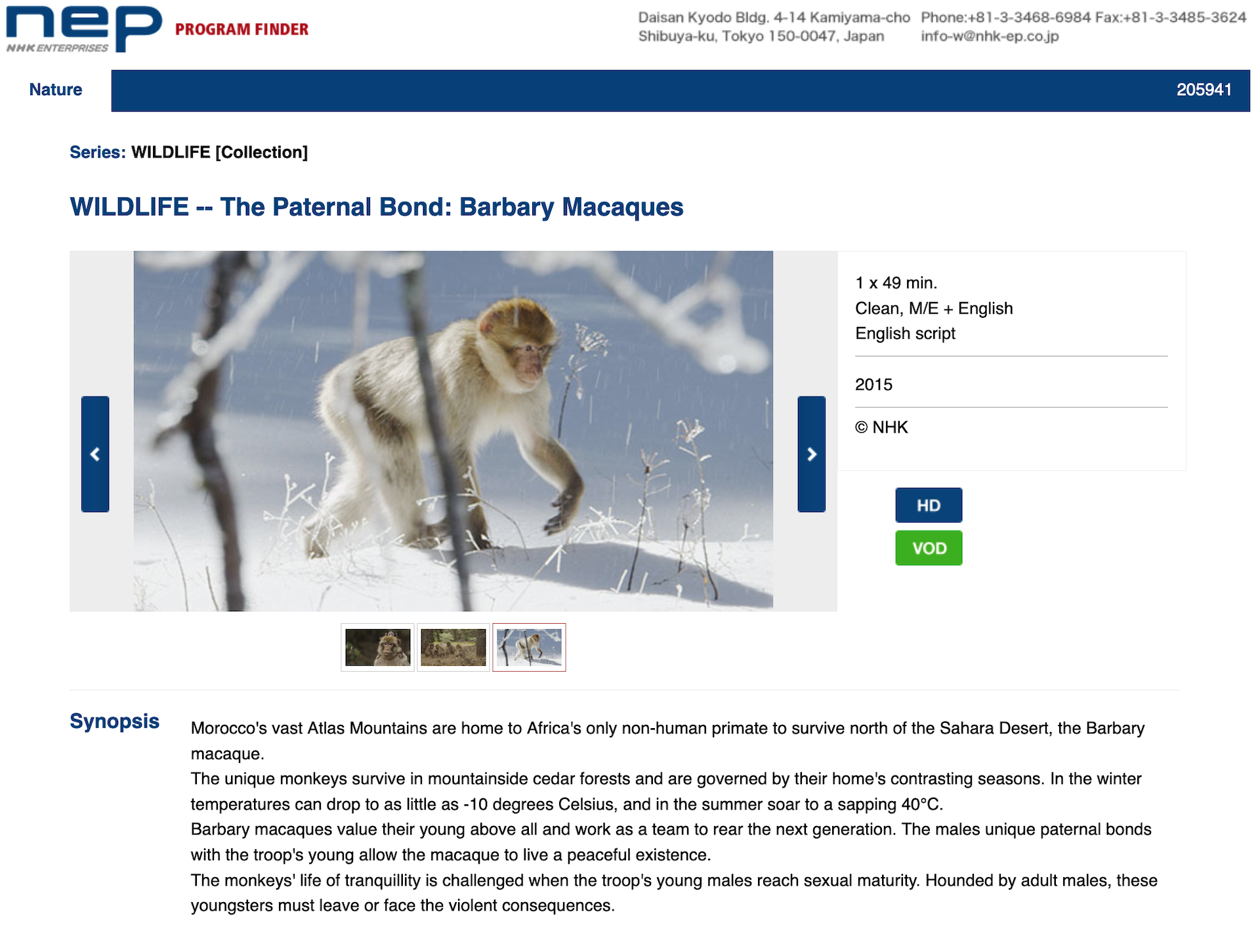 The Paternal Bond_Barbary Macaques_AtelesFilms_NHK