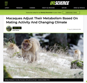 2016-04-21-Macaques Adjust Their Metabolism Based On Mating Activity And Changing Climate | IFLScience-Ateles Films
