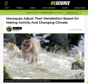 2016-04-21-Macaques Adjust Their Metabolism Based On Mating Activity And Changing Climate | IFLScience-Ateles Films 2016-04-21-Macaques Adjust Their Metabolism Based On Mating Activity And Changing Climate | IFLScience-Ateles Films