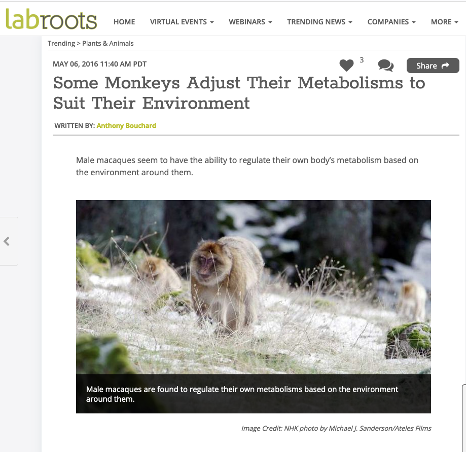 2016-06-06 - Some Monkeys Adjust Their Metabolisms to Suit Their Environment-labroots - AtelesFilms