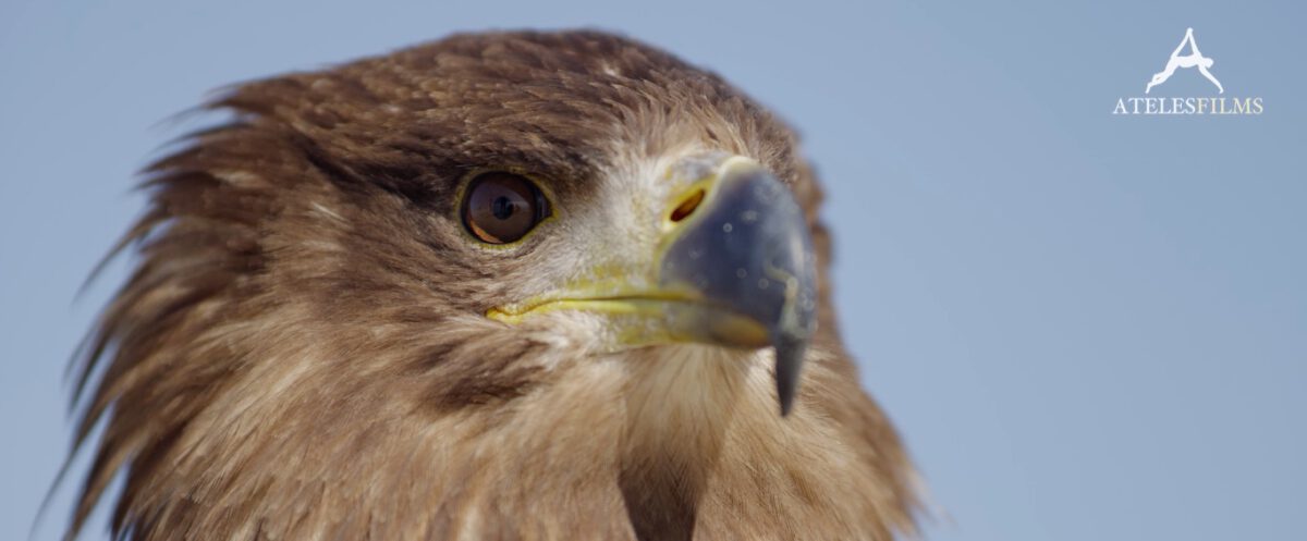 Holland: Natuur in de Delta – Ateles Films – Wildlife film production