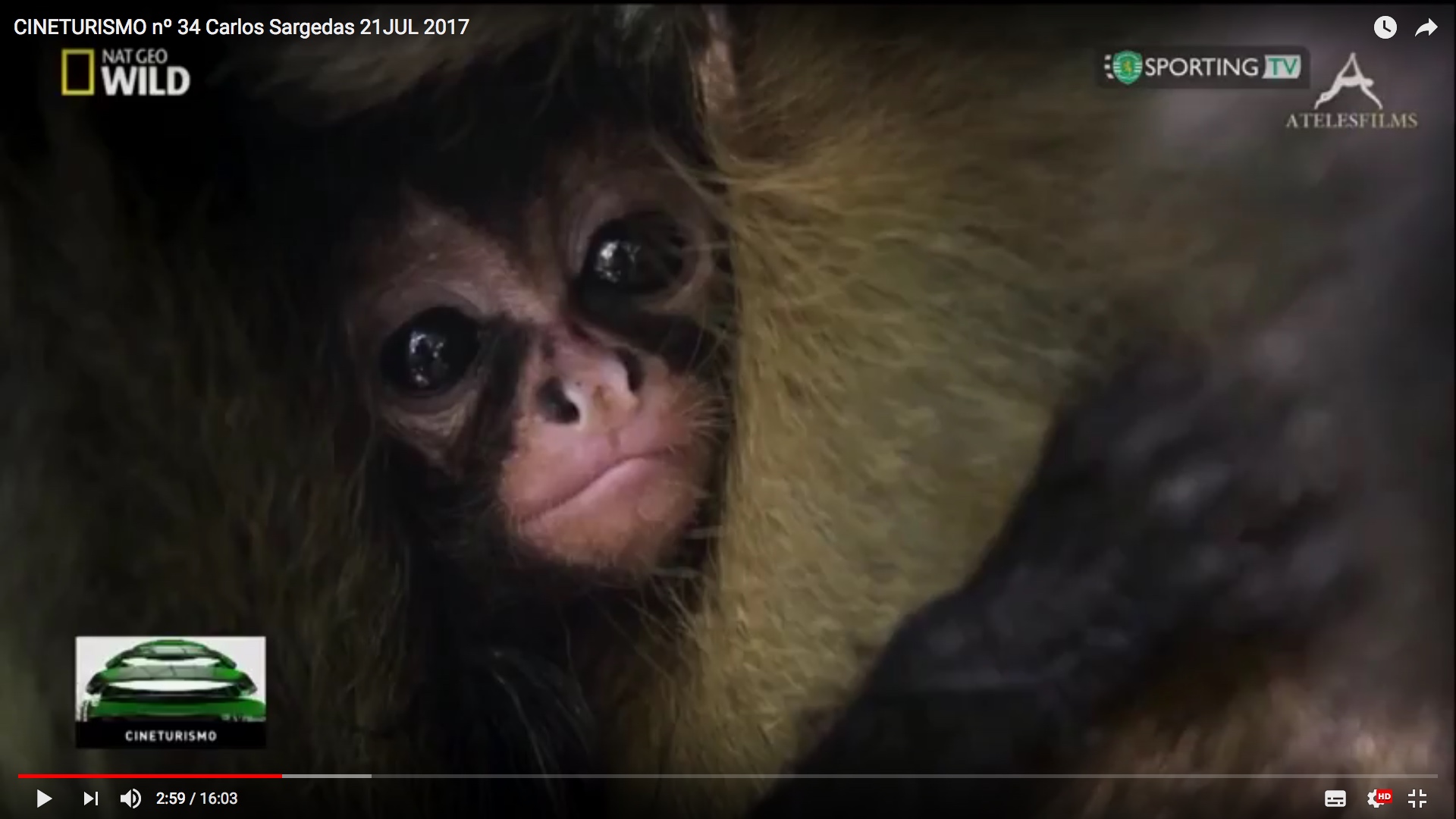 2017-SportingTV-Portugal-Return of the Spider Monkeys_Ateles Films