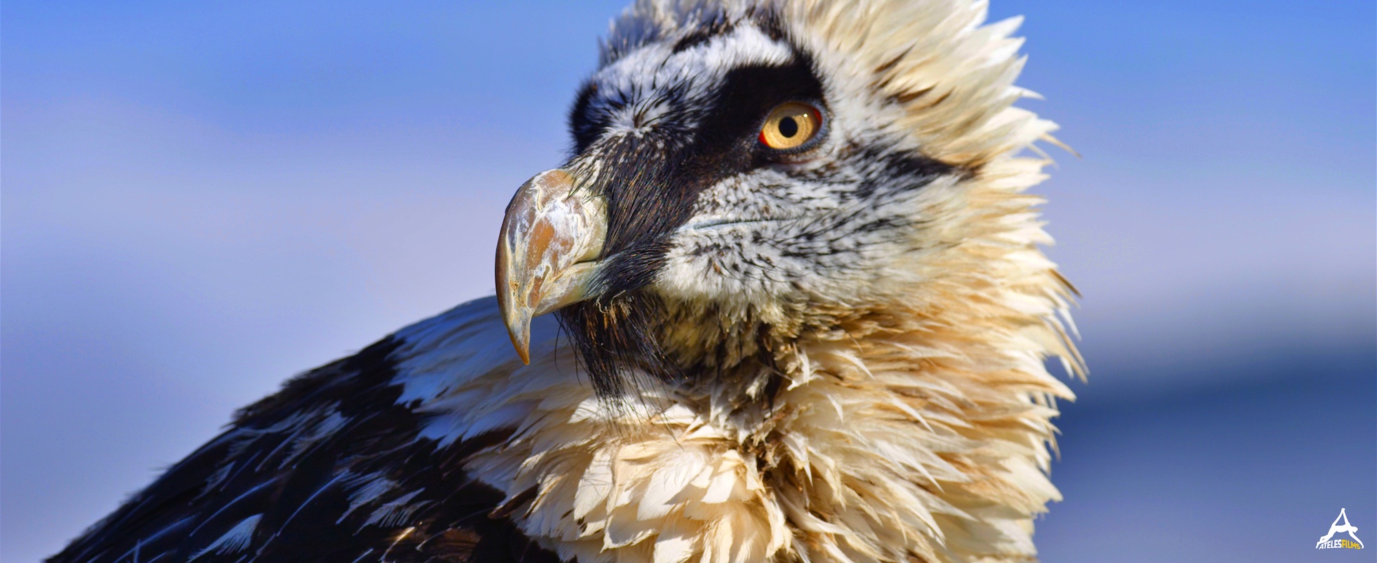 Ateles Films -PyreneesMountain-Lammergeier