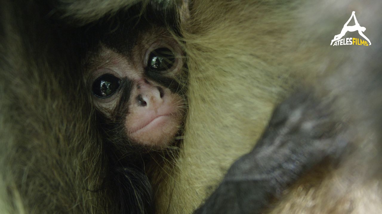 Ateles Films Spider Monkey For Sale