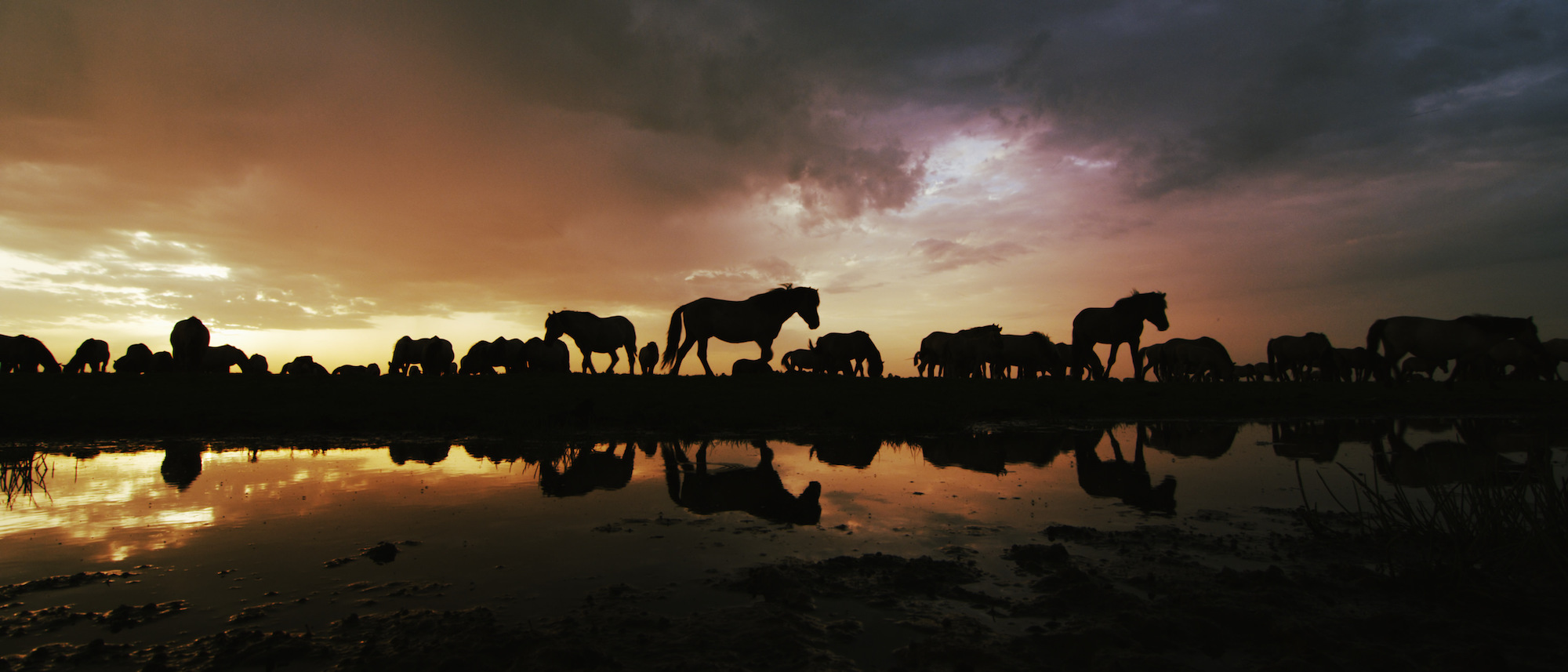 De-Nieuwe-Wildernis-Koniks-Sunset-Ateles-Films.jpg