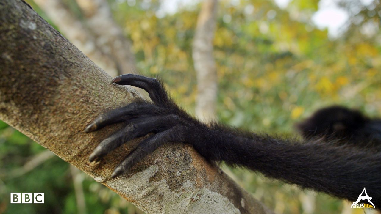 Planet Earth 2 Jungles Michael Sanderson Ateles Films 1 Planet Earth 2 Jungles Michael Sanderson Ateles Films 1