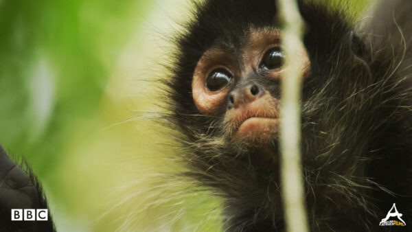 Planet Earth 2 BBC Planet Earth 2 Jungles Michael Sanderson Ateles Films 3