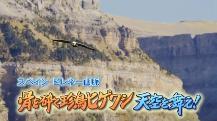 Pyrenees Mountain NHK Ateles Films 3 Pyrenees Mountain NHK Ateles Films 3