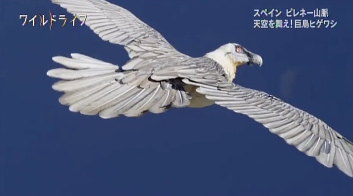 Pyrenees Mountain NHK Ateles Films 4 Pyrenees Mountain NHK Ateles Films 4