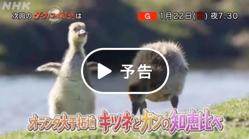 NHK Darwins Amazing Animals Ateles Films