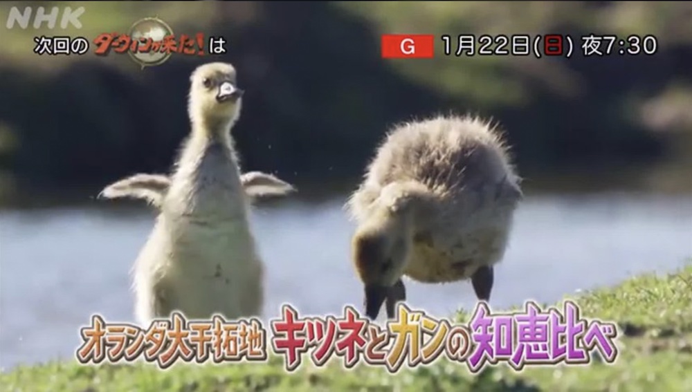 NHK Darwin is Coming Ateles Films Fox vs Geese