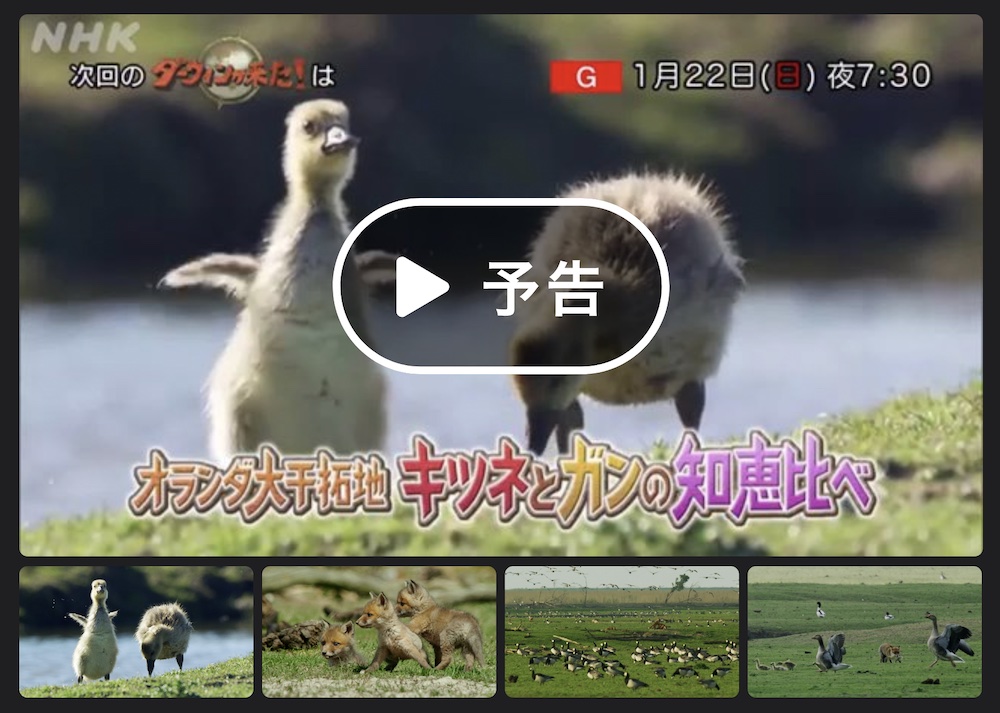 NHK Darwin Ateles Films Fox Geese