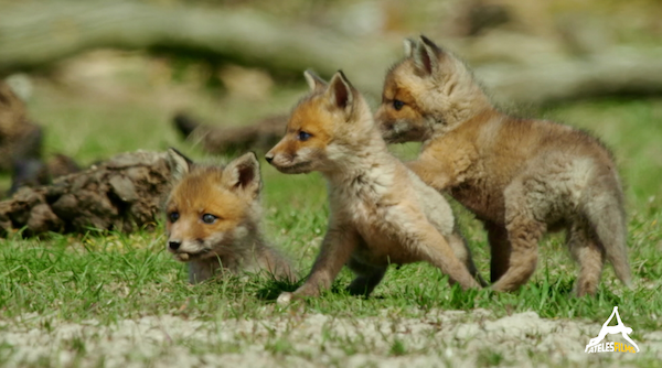 Website_Darwin Fox Geese Ateles Films - Cubs