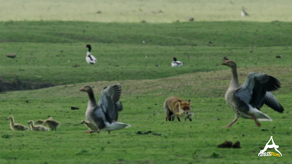 Website_Darwin Fox Geese Ateles Films - Hunt Website_Darwin Fox Geese Ateles Films - Hunt