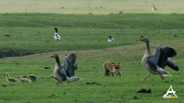 Website_Darwin Fox Geese Ateles Films - Hunt