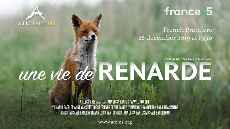 Une vie de renarde Ateles Films