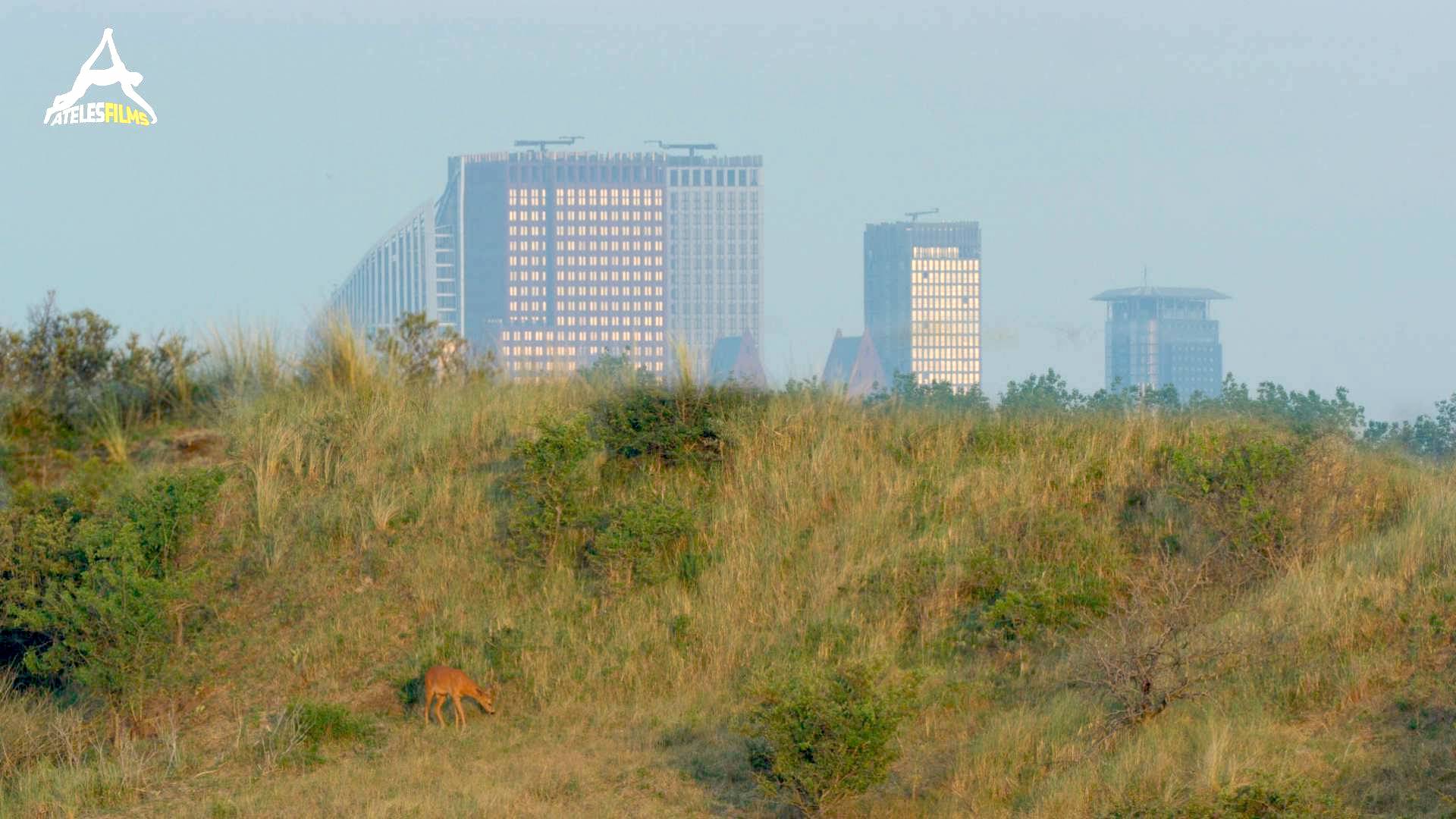 Hollands Wild Dunes - Roe Deer - Ateles Films