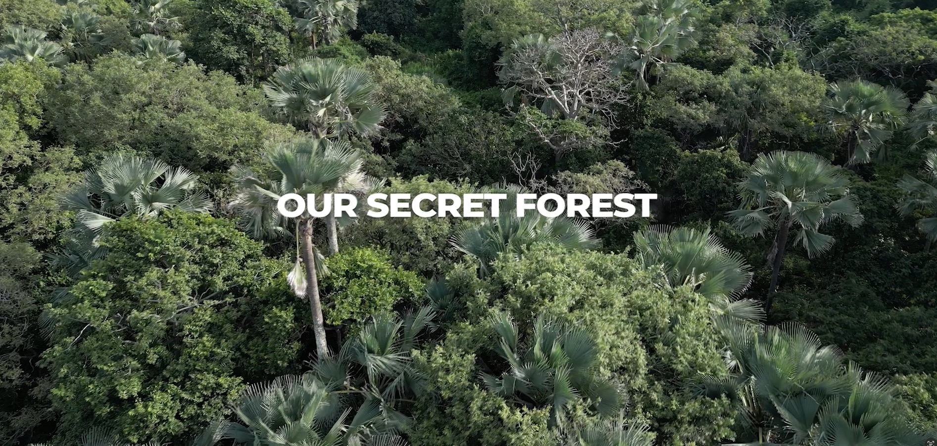Our Secret Forest by Ateles Films