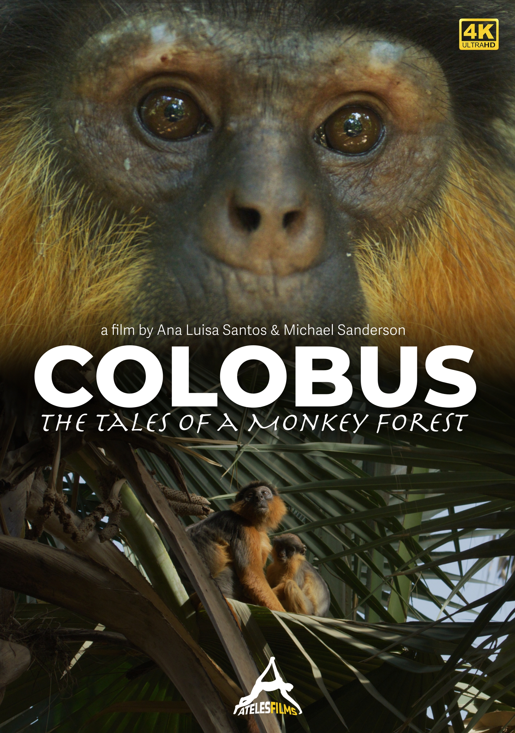 Colobus The Tales of a Monkey Forest Colobus The Tales of a Monkey Forest