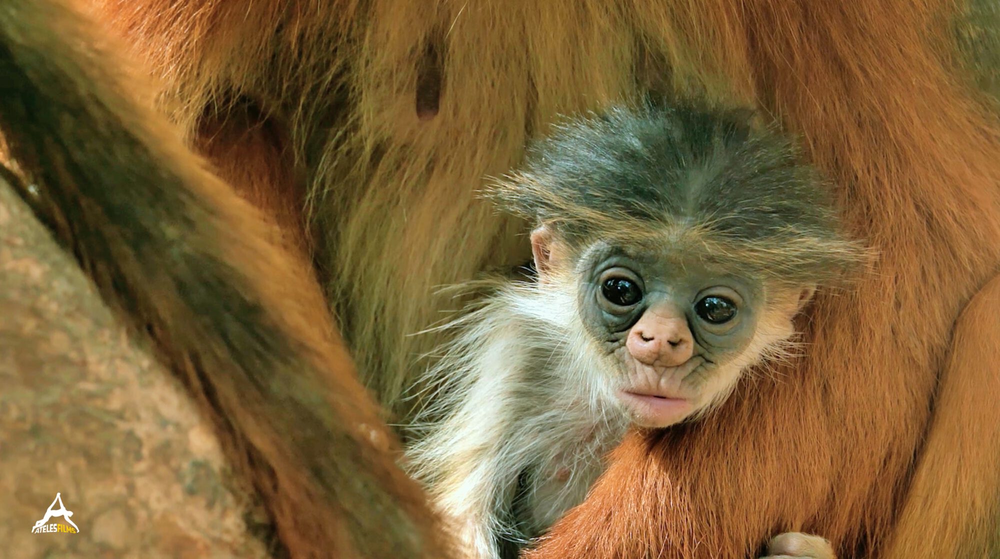 Colobus Baby
