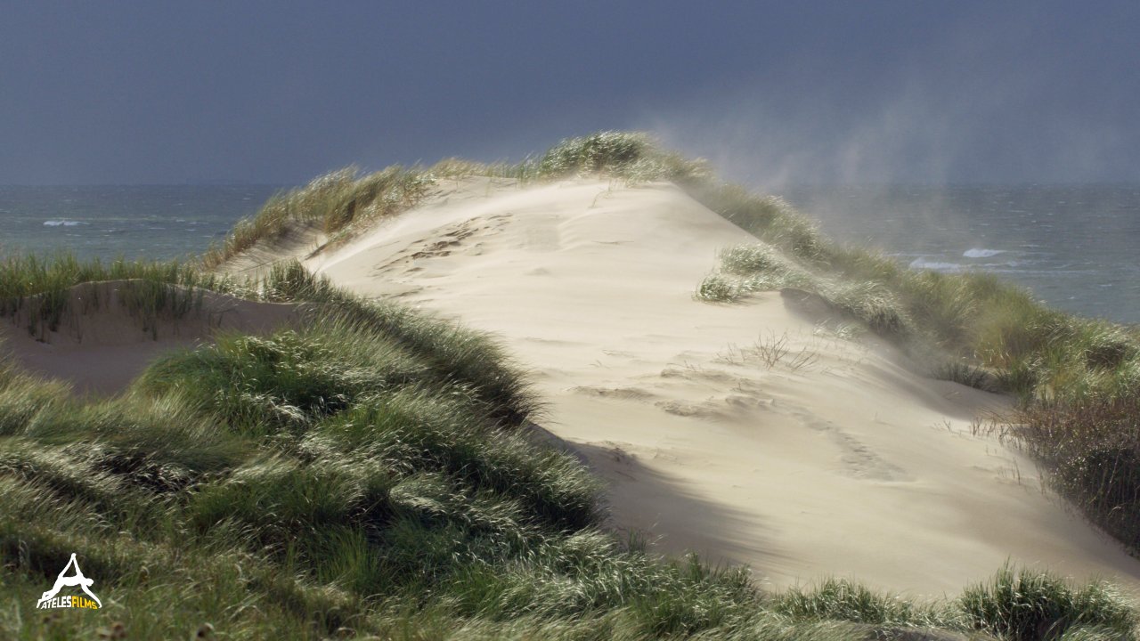 Hollands Wild Dunes Series7 Hollands Wild Dunes Series7