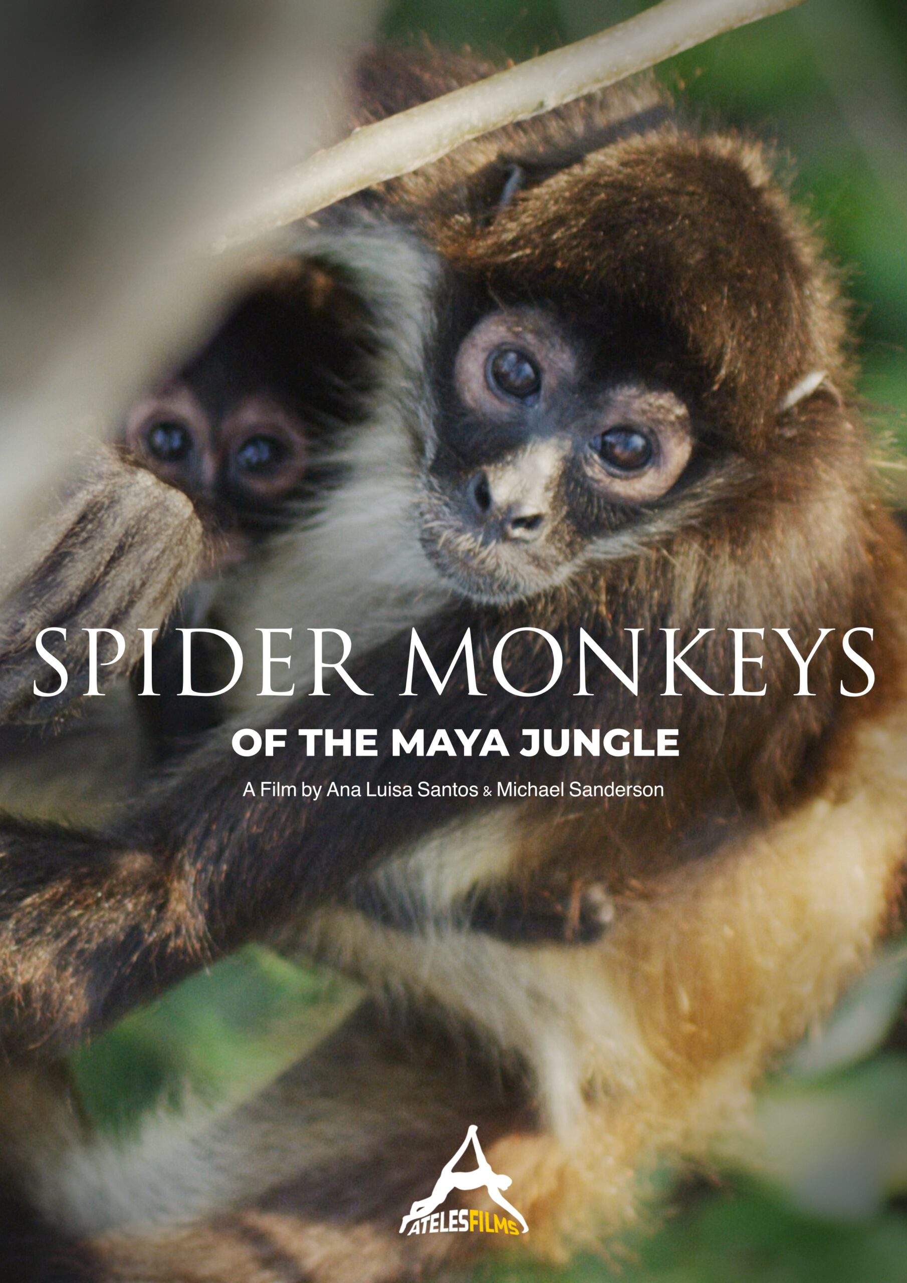 Spider Monkeys of the Maya jungle