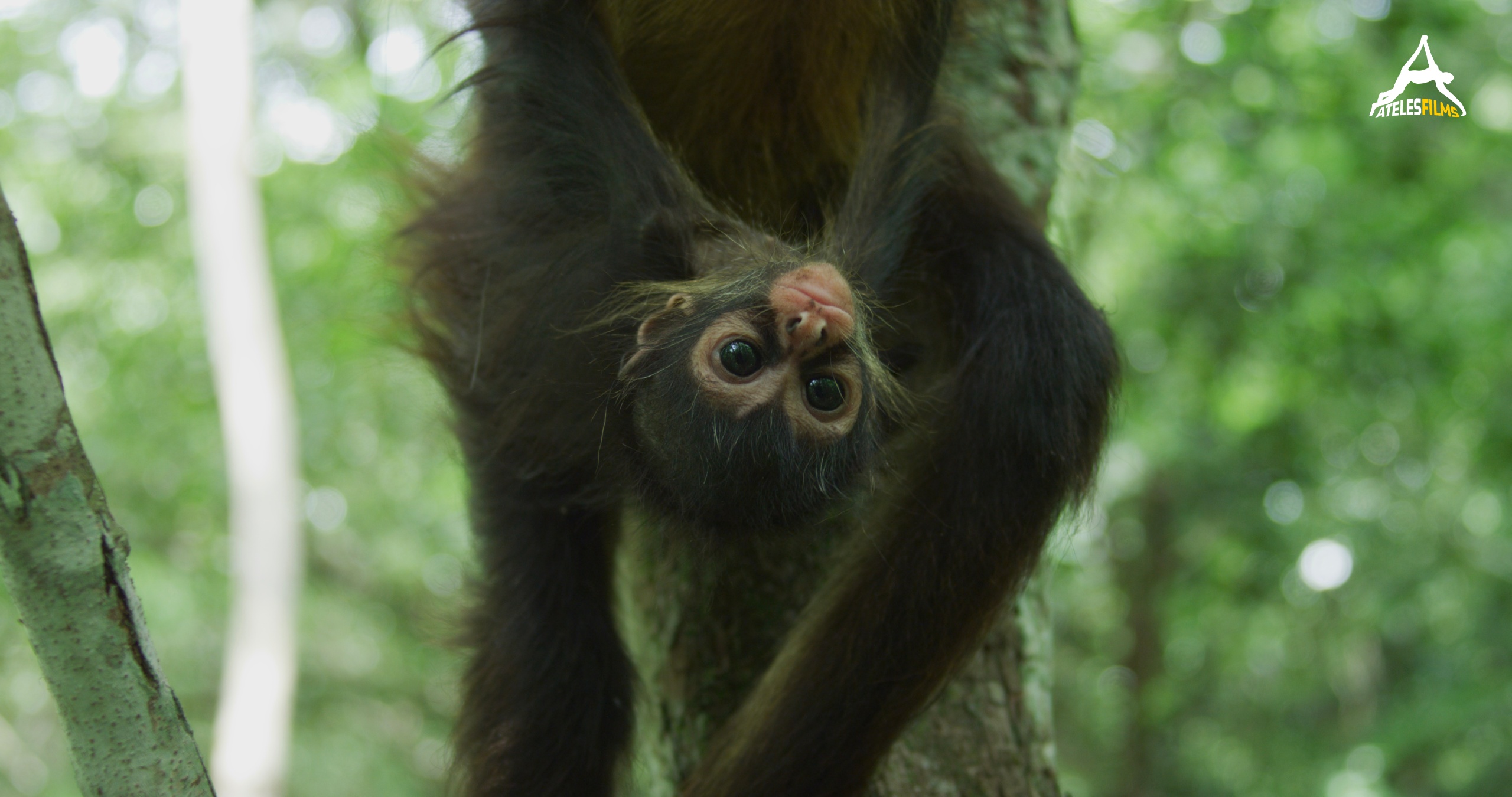 Spider Monkeys of the Maya jungle3