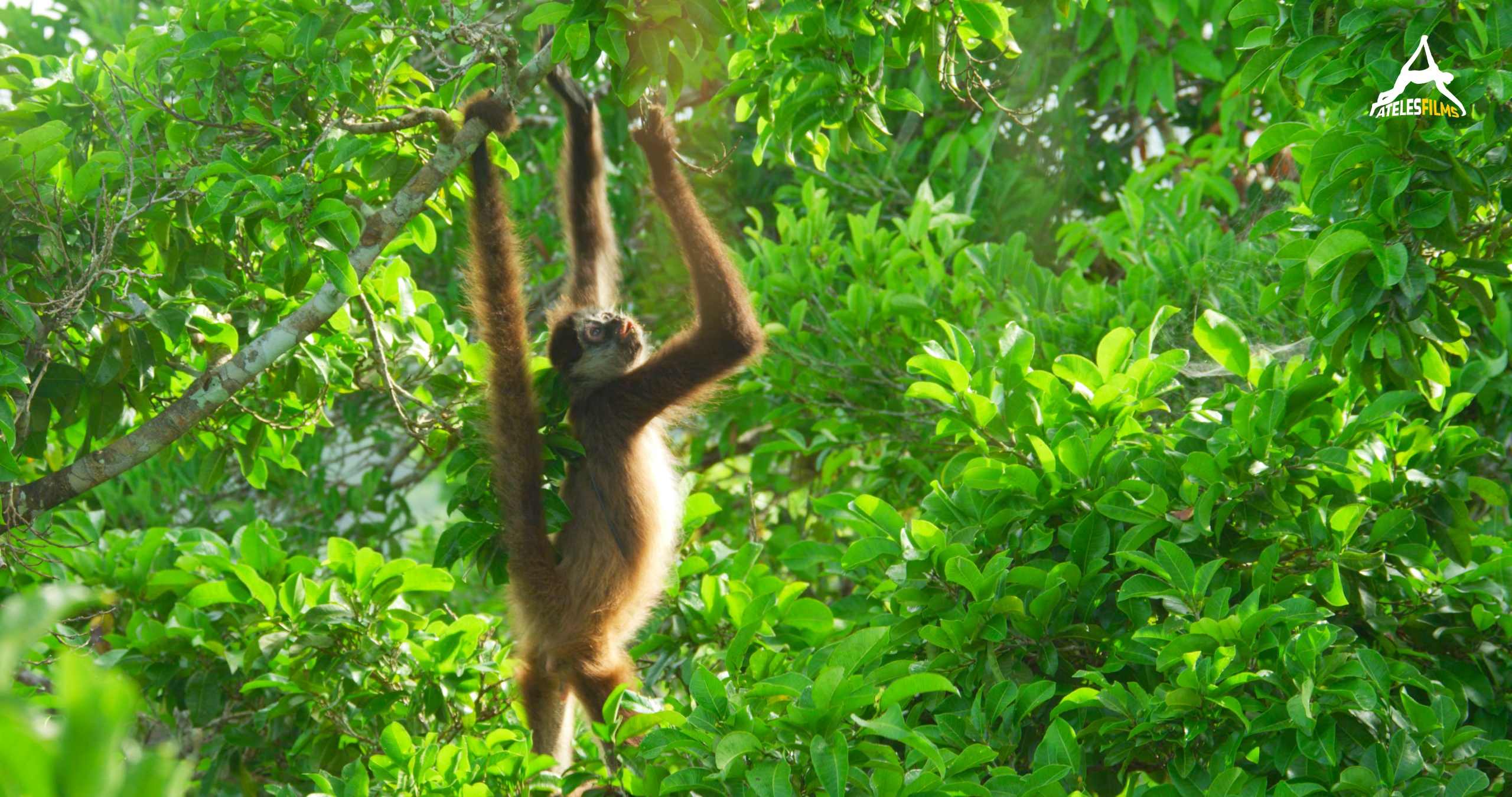 Spider Monkeys of the Maya jungle4