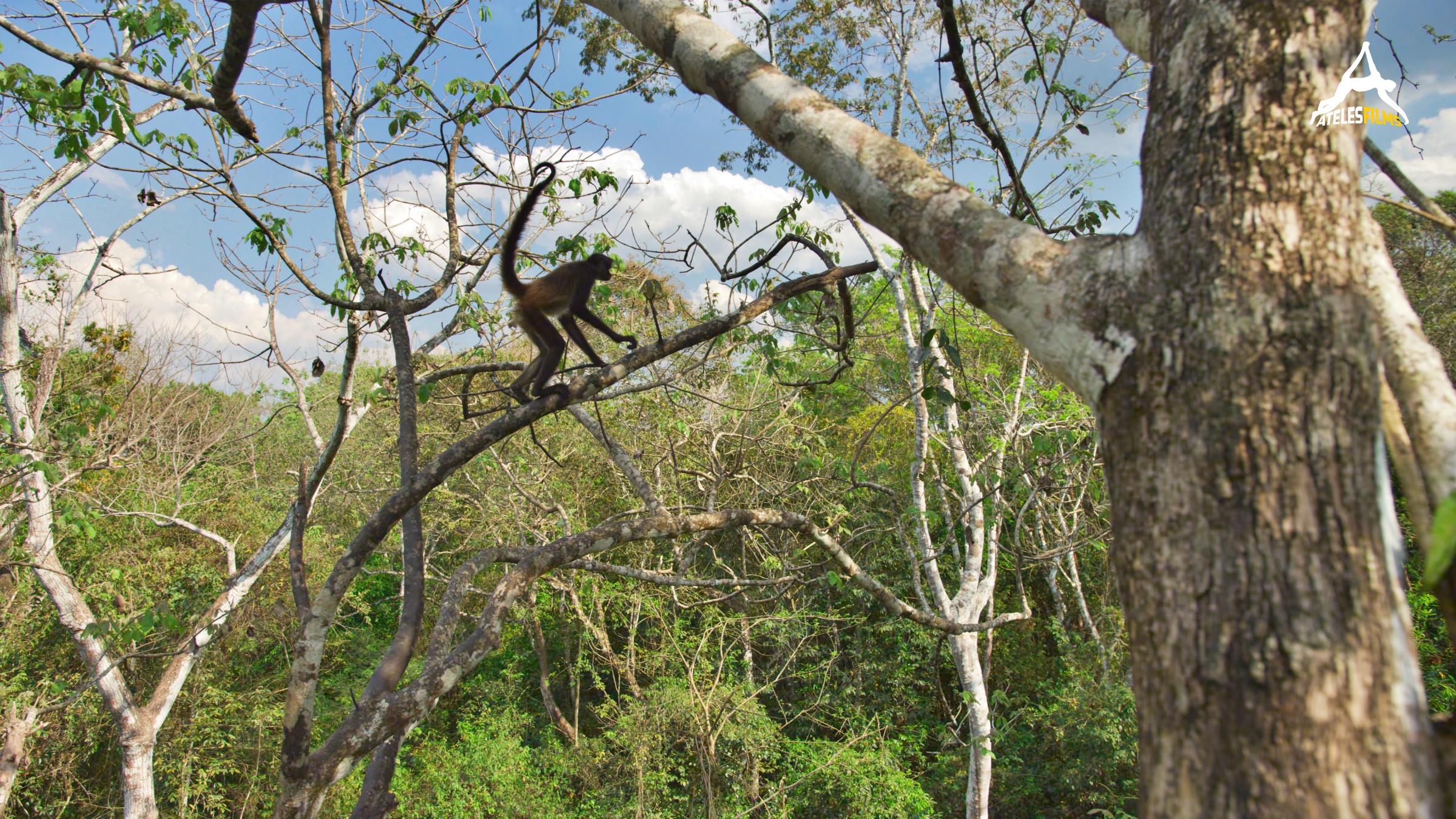 Spider Monkeys of the Maya jungle6