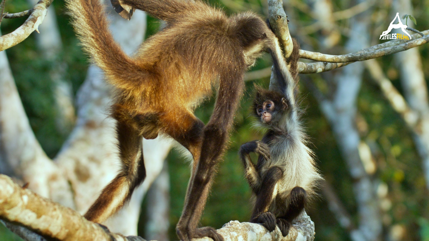 Spider Monkeys of the Maya jungle7
