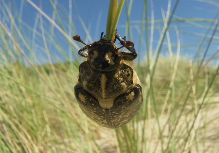 Ateles-Films-Macro-Pine-Chafer.jpg