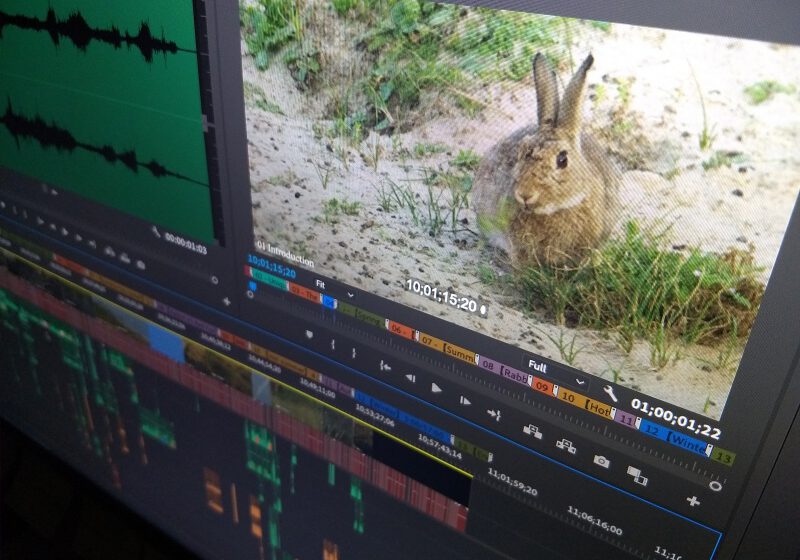 Ateles Films Post Production Rabbit in 4K